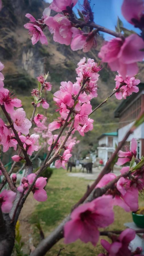 Babutaal Resort Chakrata Exterior foto
